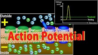 Action Potential in Neurons Animation [upl. by Yug865]