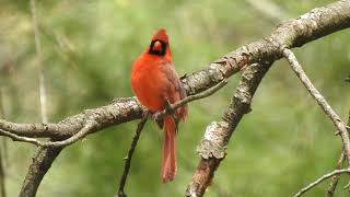 Fabulous Northern Cardinal Singing a Beautiful Song [upl. by Ellard]