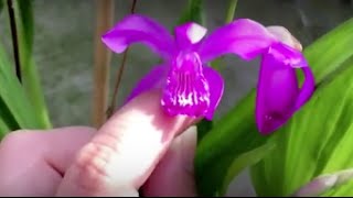 Bletilla striata—care blooms and seeds [upl. by Ayeki33]