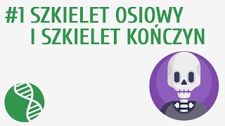 Szkielet osiowy i szkielet kończyn 1  Układ ruchu [upl. by Marl973]