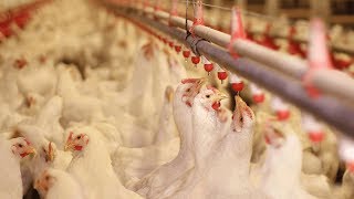 Water Disinfection in the Poultry Industry [upl. by Anirak708]