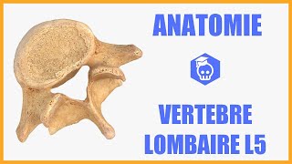 ANATOMIE  Cinquième vertèbre lombaire L5 sacralisation et spondylolisthésis [upl. by Timms]