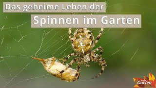 Faszinierend Spinnen in unseren Gärten  MDR Garten [upl. by Assirehc]