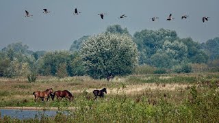 PRACHTIGE NATUUR LANGS DE IJSSEL [upl. by Reinhold]