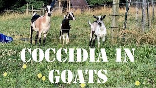 Coccidia in Goats [upl. by Esau]