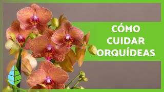 CUIDADOS de las ORQUÍDEAS 🌸 ¡Riego Sustrato Abono y más ☀️💧 [upl. by Loria]