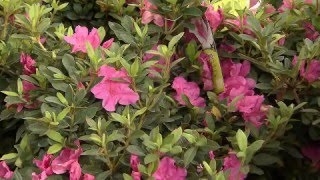 Pruning Encore azaleas [upl. by Drofhsa]