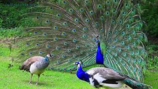 AMAZING WHITE PEACOCK DANCE •❥ BLUE WHITE PIED PEACOCK [upl. by Galen]