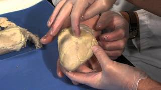 Detailed Sheep Heart Dissection Part I Jr High High School and College Review [upl. by Meg925]