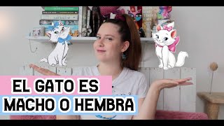 CÓMO SABER SI UN GATO ES MACHO O HEMBRA  Cat Tips Naty Moreno [upl. by Vashti200]