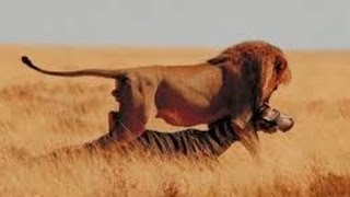 Leones Salvajes Cazando en Africa  Documentales National Geographic [upl. by Ignacius344]