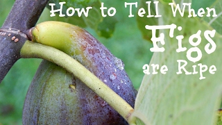 How to Tell When Figs are Ripe [upl. by Iatnahs]