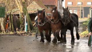 paardenkracht  Promo  Trekpaarden [upl. by Ulises]