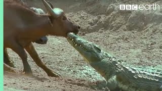 The Nile Crocodile vs Buffalo  Wild Africa  BBC Earth [upl. by Ahsa218]