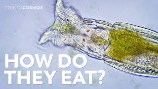 How Microscopic Hunters Get Their Lunch [upl. by Immat]