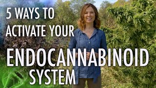 5 Ways to Activate Your Endocannabinoid System  CBD Series [upl. by Akiras]