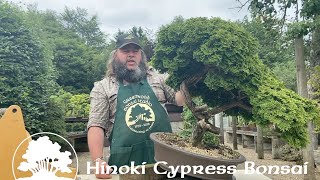 Hinoki Cypress Bonsai Part 1 Thinning Out  Greenwood Bonsai [upl. by Ytsud]