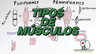 Tipos de Músculos Esqueléticos [upl. by Dacia]