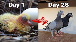 Baby Pigeons Growing  Four Weeks Day by Day [upl. by Bergin]