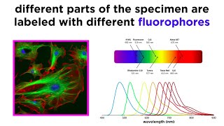 Widefield and Confocal Fluorescence Microscopy [upl. by Matthia529]