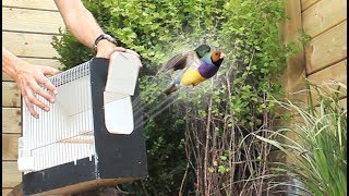 Aviary Birds Released In Their New Home [upl. by Ilocin770]