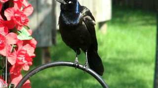 A Crazy Grackle Squawk [upl. by Gavra]