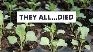 4 Reasons All My Seedlings Died [upl. by Arreyt902]