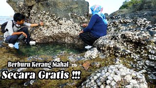 Kerang Ini Menempel Dibatu amp Cuma Bisa Dipanen Ketika Air Laut Sedang Surut [upl. by Anson]