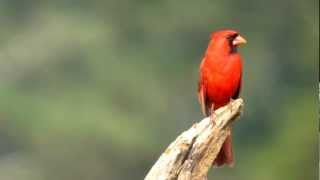 Northern Cardinal singing video [upl. by Laertnom]