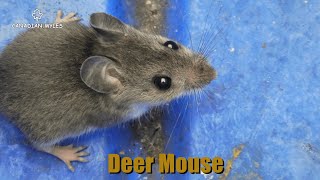 Deer Mouse Peromyscus [upl. by Aerdnahs999]