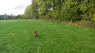 Epileptischer Anfall beim Gassigehen  Epileptic seizure during a dog walk [upl. by Franzen133]