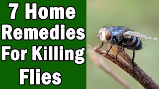 7 Home Remedies For Killing House Flies [upl. by Antonio]