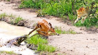 Impala Escapes Crocodile Only To Get Caught by Leopard [upl. by Eirrak841]