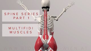 Spine Series Part 1 Multifidi Muscles 3D Animation [upl. by Moorish]