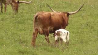 Cattle Ranching  Americas Heartland Episode 917 [upl. by Drusie]