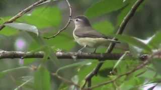 Warbling Vireo [upl. by Abert]