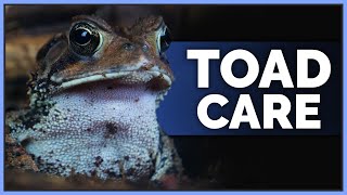 Complete American Toad Care Guide [upl. by Meece]