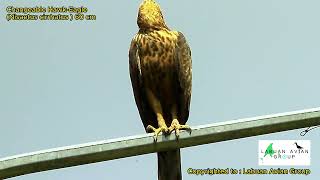 Changeable HawkEagle Nisaetus Cirrhatus 60 cm [upl. by Loferski]