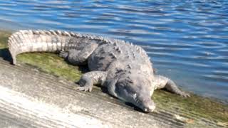 American Alligator vs American Crocodile Everglades National Park [upl. by Kaela788]