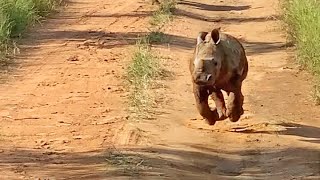 The Most Excited Baby Rhino Ever [upl. by Spiegelman]