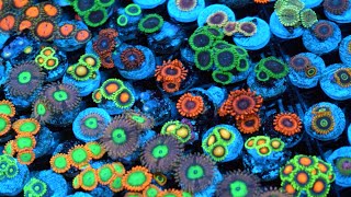 Zoanthid Identification  35 Different Types  CloseUp 4k Ultra HD [upl. by Selinda182]