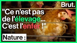 Stomy Bugsy sinfiltre dans un élevage de poules en batterie [upl. by Eentrok719]