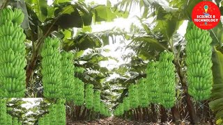 MODERN TECHNOLOGY BANANA FARM IN THE PHILIPPINES AMAZING BANANA HARVESTINGGREAT BANANA PLANTATION [upl. by Torrance]