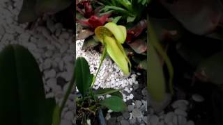 Bulbophyllum grandiflorum [upl. by Hamas215]