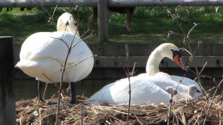 Baby Swans cygnets at Southchurch Park May 2013 [upl. by Derian]