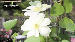 Associer rosiers et plantes grimpantes  Truffaut [upl. by Maribeth260]