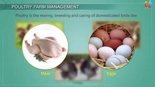 Poultry Farm Management [upl. by Lemmueu]