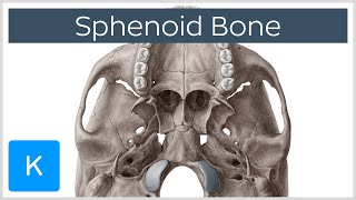 Sphenoid Bone  Definition Location amp Function  Human Anatomy  Kenhub [upl. by Hylan993]