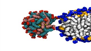 Gold nanoparticles easily penetrate cells [upl. by Eelymmij]