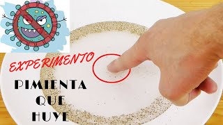 LA PIMIENTA QUE HUYE  Experimentos para niños yomequedoencasa [upl. by Selmner]